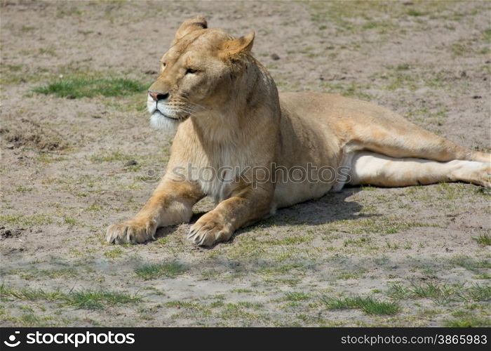alert female lion laying on the ground