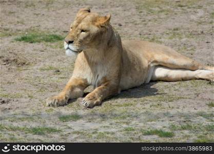 alert female lion laying on the ground