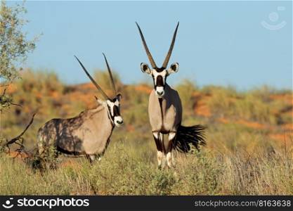 Alert gemsbok antelopes  Oryx gazella  in natural habitat, Kalahari desert, South Africa 