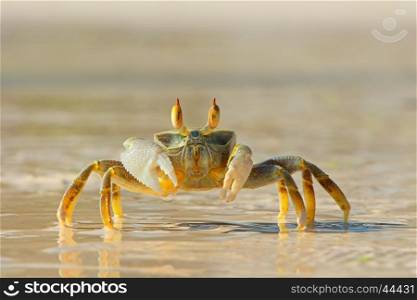 Alert ghost crab on the beach, Zanzibar island, Tanzania