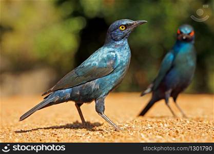 Alert greater blue-eared starlings (Lamprotornis chalybaeus), Kruger National Park, South Africa