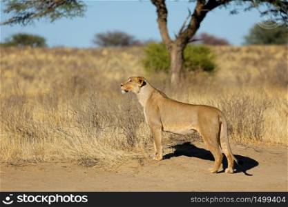 Alert lioness (Panthera leo) in natural habitat, Kalahari desert, South Africa