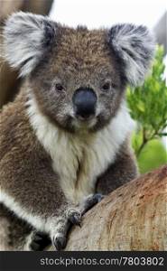 Alert, male koala on Victoria&rsquo;s Cape Otway with large claws visible and marked by male chest coloration. Koalas are an iconic Australian symbol, beloved by many, and a true tourist attraction.