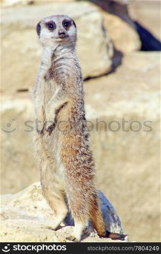 alert meerkat