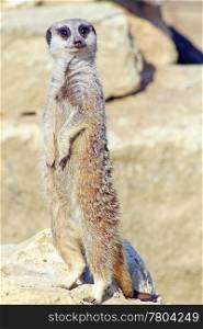 alert meerkat