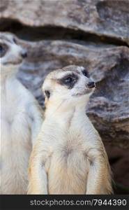 alert meerkat (Suricata suricatta) groups standing