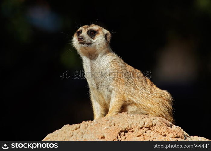 Alert meerkat (Suricata suricatta) on guard on top of an anthill, South Africa&#xD;