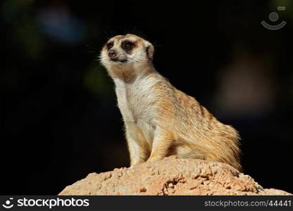 Alert meerkat (Suricata suricatta) on guard on top of an anthill, South Africa&#xD;