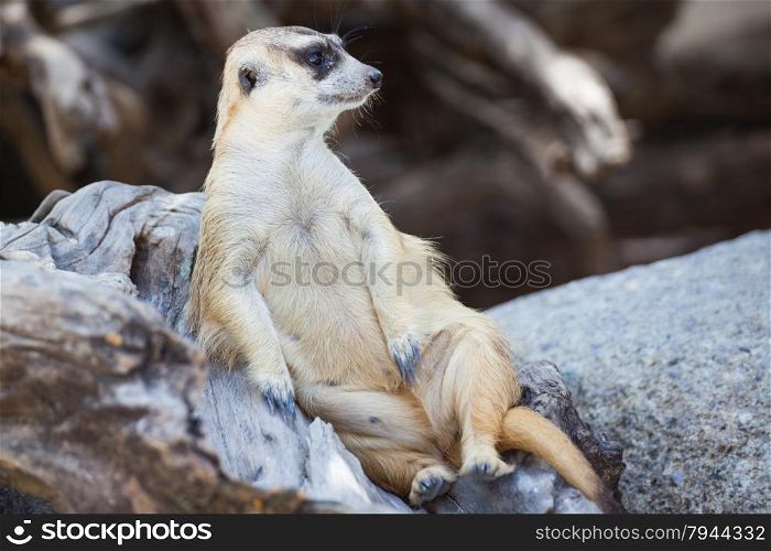 alert meerkat (Suricata suricatta) sitting and relax on tree as guard