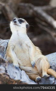 alert meerkat (Suricata suricatta) sitting and relax on tree as guard