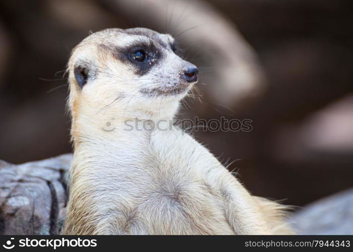 alert meerkat (Suricata suricatta) sitting and relax on tree as guard, closeup