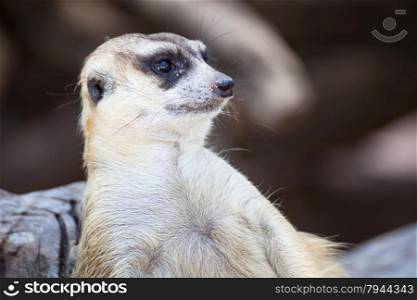 alert meerkat (Suricata suricatta) sitting and relax on tree as guard, closeup
