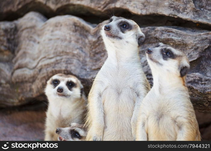 alert meerkat (Suricata suricatta) standing and looking around for safety as guard