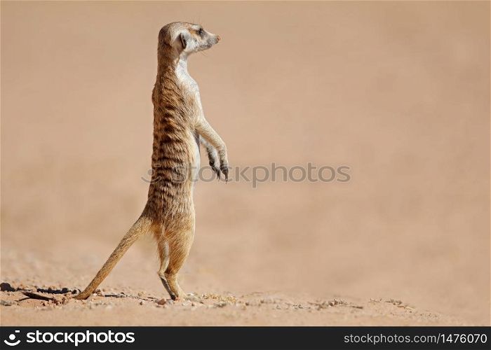 Alert meerkat (Suricata suricatta) standing on guard, Kalahari desert, South Africa
