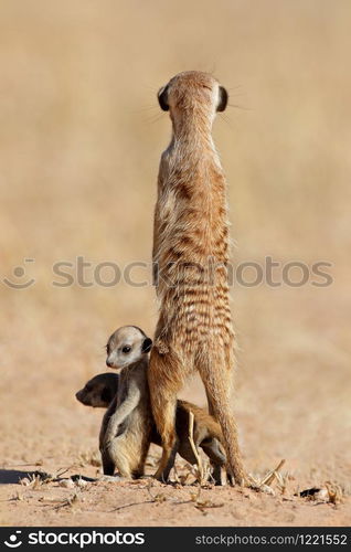 Alert meerkat (Suricata suricatta) with curious babies, Kalahari desert, South Africa