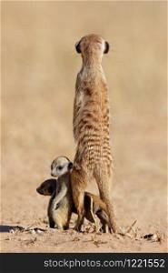 Alert meerkat (Suricata suricatta) with curious babies, Kalahari desert, South Africa