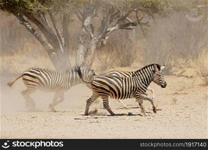 Alert plains zebras (Equus burchelli) running on dusty plains, South Africa
