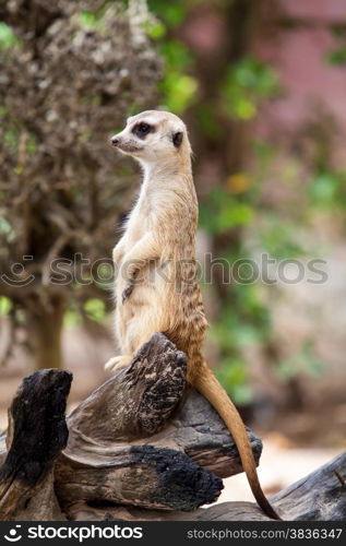 Alert Suricate or Meerkat (Suricata suricatta)