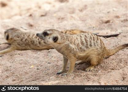 Alert Suricate or Meerkat (Suricata suricatta)