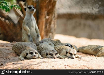 Alert Suricate or Meerkat (Suricata suricatta), standing to lookout