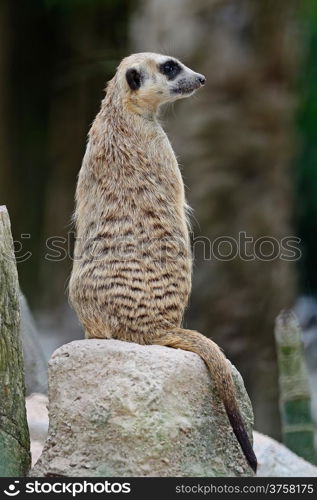 Alert Suricate or Meerkat (Suricata suricatta), standing to lookout, back profile