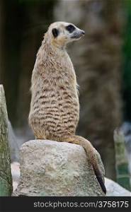 Alert Suricate or Meerkat (Suricata suricatta), standing to lookout, back profile