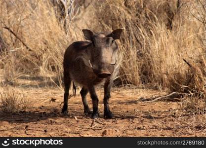 Alert Warthog Male in Clearing Between Bushveld Trees