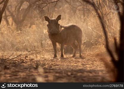 Alert Warthog Male in Clearing in Dry Dusty Bushveld