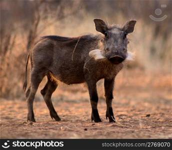 Alert Warthog Sow Standing in Clearing in Winter Bushveld