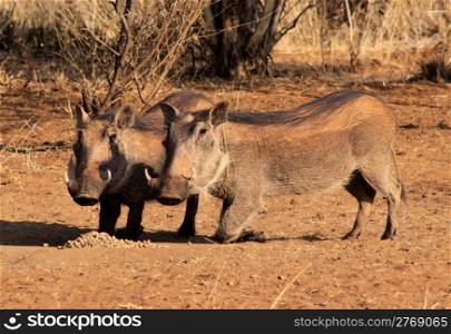 Alert Warthogs Eating Feeding Pellets in Bushveld