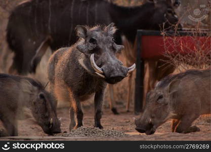 Alert Warthogs Eating Feeding Pellets in Bushveld with Guardian