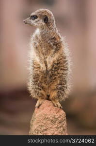 Alertness: watchful meercat on the mound. wildlife in Africa