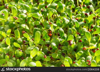 Alfalfa micro herbs. Sprouting Microgreens. Seed Germination at home. Vegan and healthy eating concept. Sprouted alfalfa Seeds, Micro greens. Growing sprouts. Green living concept. Organic food.