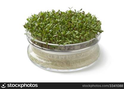 Alfalfa sprouts growing in a glass container on white background