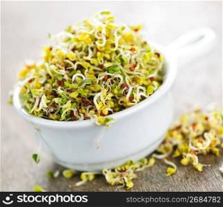 Alfalfa sprouts in a cup