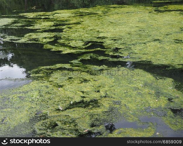 Algae floating on water. Algae floating on water surface in a pond