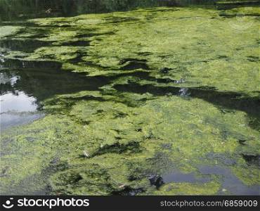 Algae floating on water. Algae floating on water surface in a pond