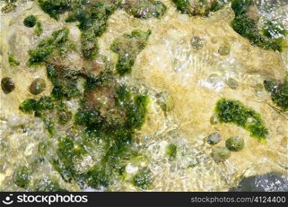 Algae from Mediterranean, green seaweed in the coastline water
