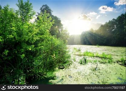 Algae in river at sunny day in summer