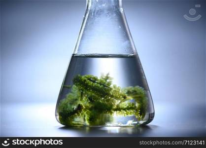 algae research in laboratories, biotechnology science concept