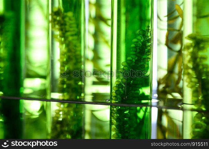 Algae seaweed in science experiments, laboratory research
