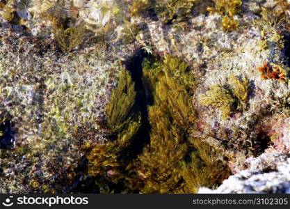 Algae, seaweed marine coastline background, Mediterranean sea