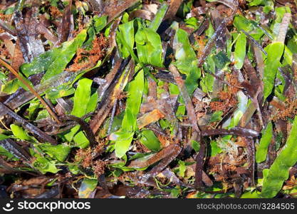 algae seaweed posidonia oceanica dried and green in mediterranean shore