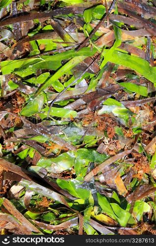 algae seaweed posidonia oceanica dried and green in mediterranean shore