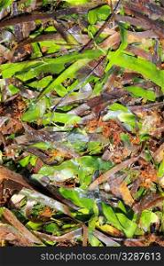 algae seaweed posidonia oceanica dried and green in mediterranean shore