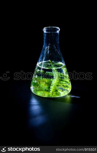 algae seaweed research, biofuel industry science, sustainable concept