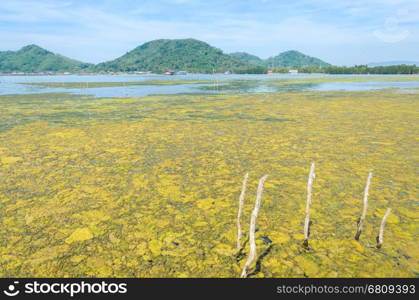 Algal bloom in a tropical ocean and fishing village, Thailand