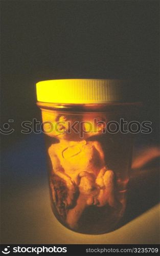Alien Babies in Jar
