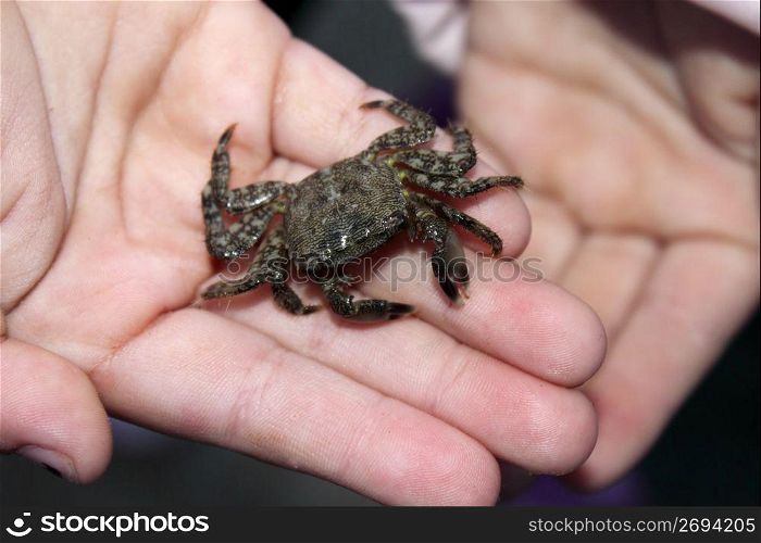 alive crab on children hands fearful of claws mediterranean sea crustacean