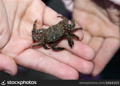 alive crab on children hands fearful of claws mediterranean sea crustacean